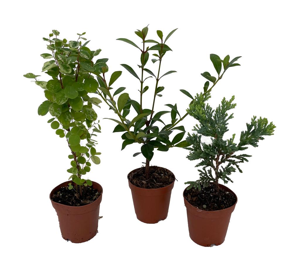 Bonsai Assorted - View 6 from www redcrocus com
