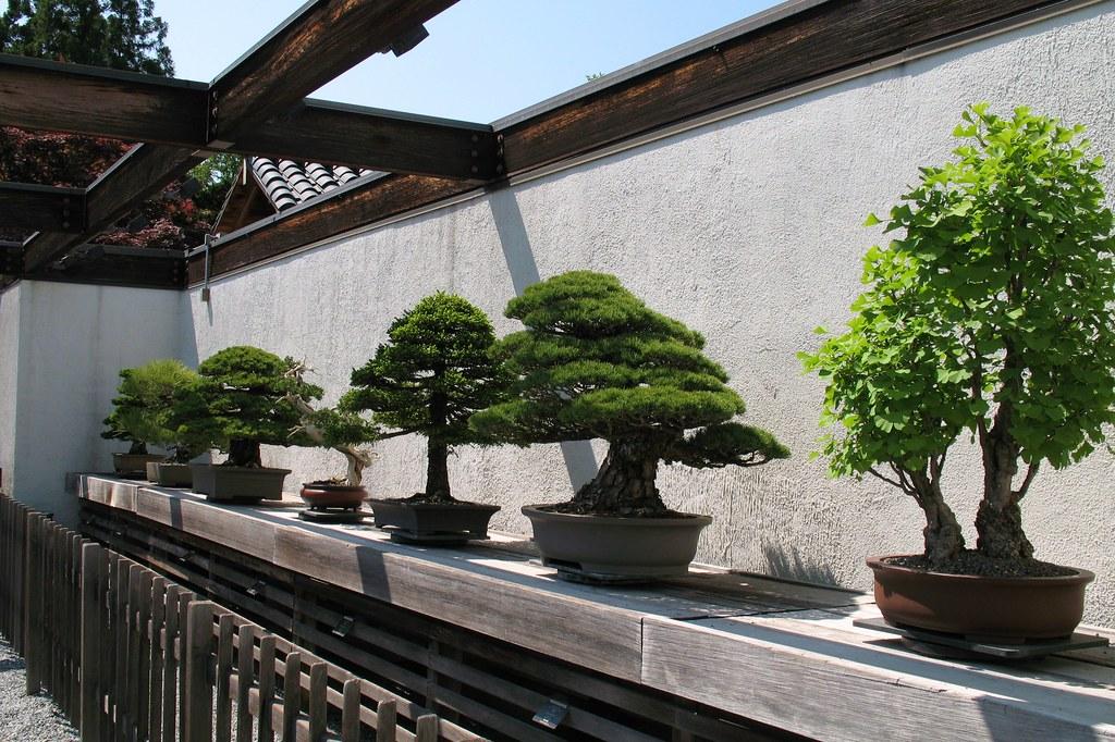 Bonsai Assorted - View 9 from www redcrocus com