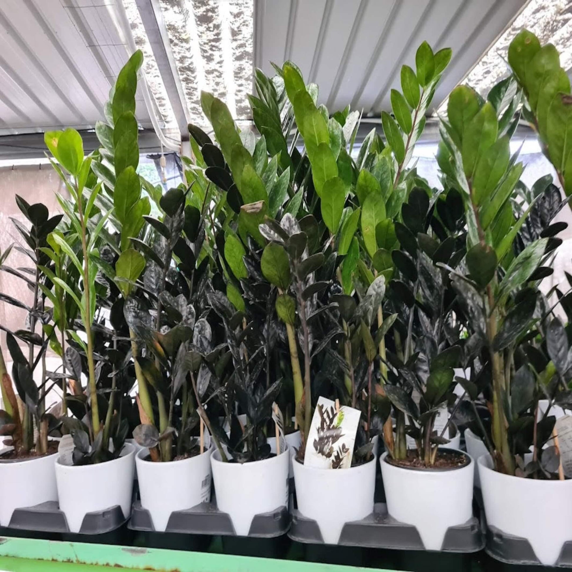 Zamioculcas Zamiifolia Raven - View 6 from www redcrocus com