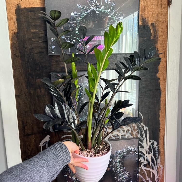 Zamioculcas Zamiifolia Raven - View 8 from www redcrocus com