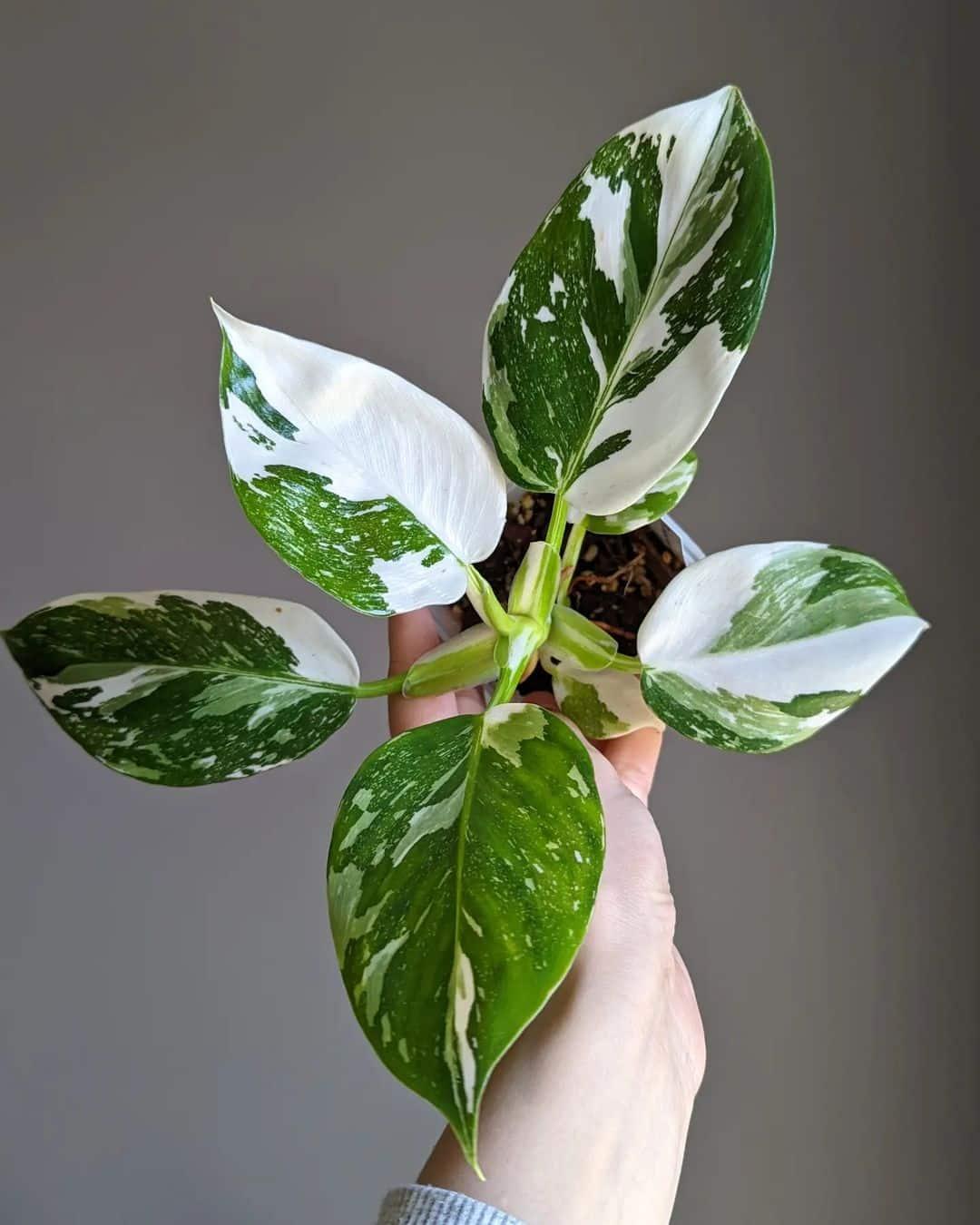 Philodendron White Wizard - View 11 from www redcrocus com