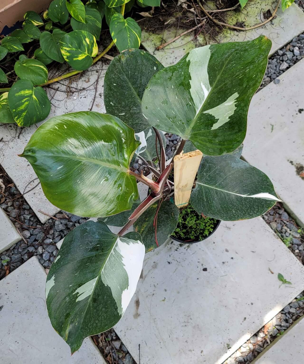 Philodendron White Wizard - View 12 from www redcrocus com
