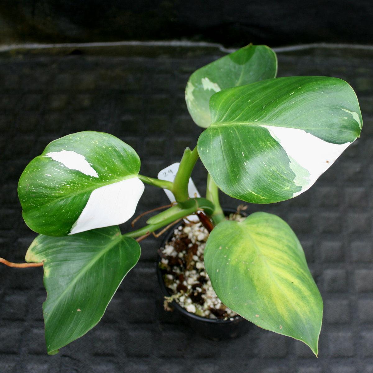 Philodendron White Wizard - View 13 from www redcrocus com