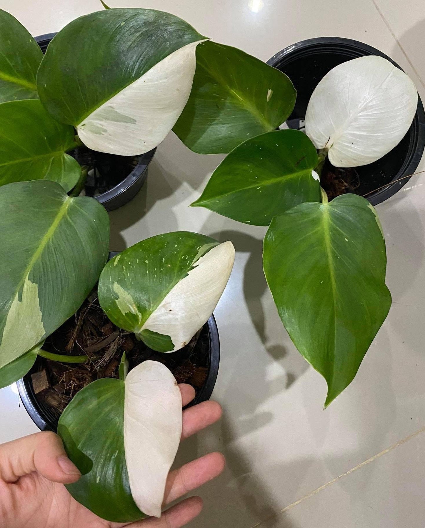 Philodendron White Wizard - View 14 from www redcrocus com