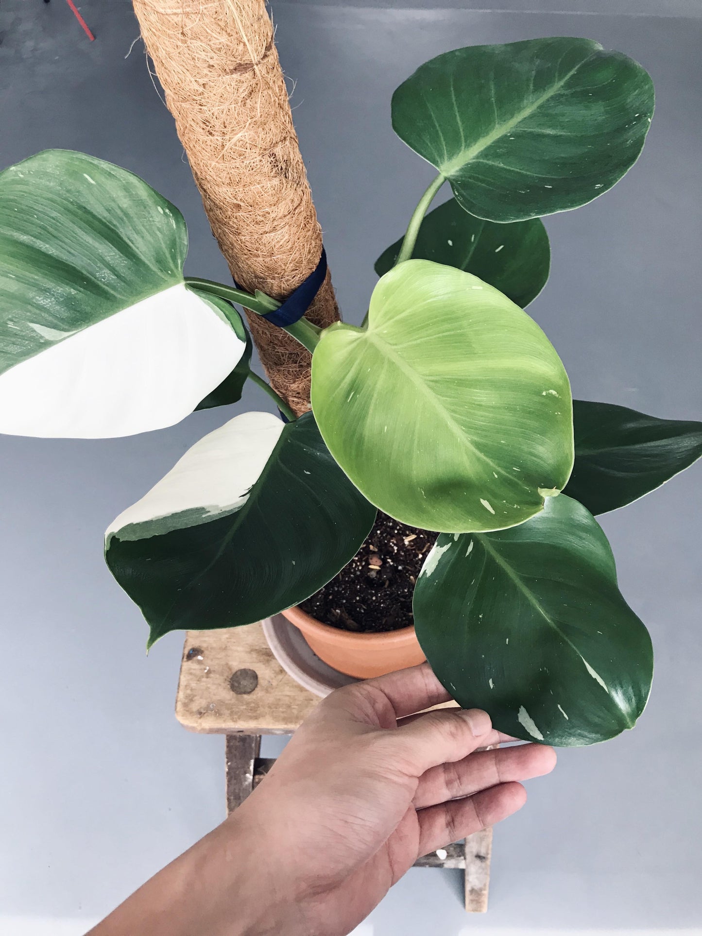 Philodendron White Wizard - View 15 from www redcrocus com