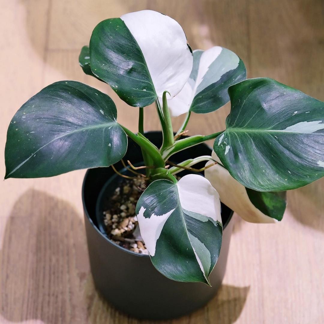 Philodendron White Wizard - View 16 from www redcrocus com