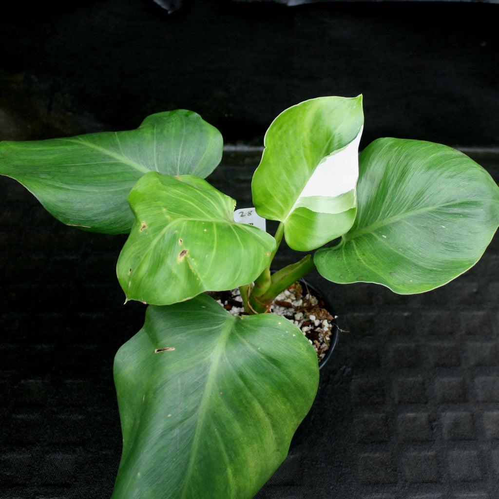 Philodendron White Wizard - View 17 from www redcrocus com