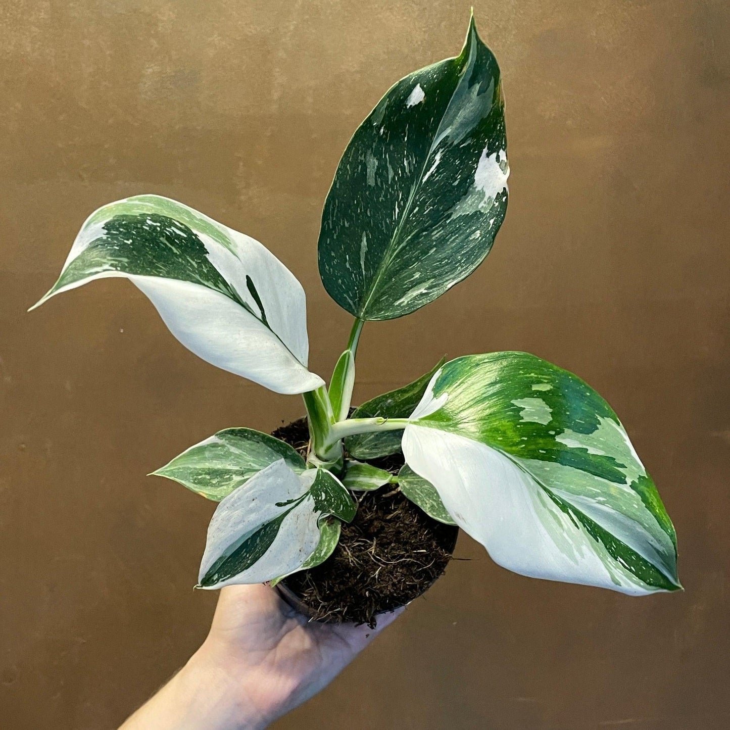 Philodendron White Wizard - View 18 from www redcrocus com