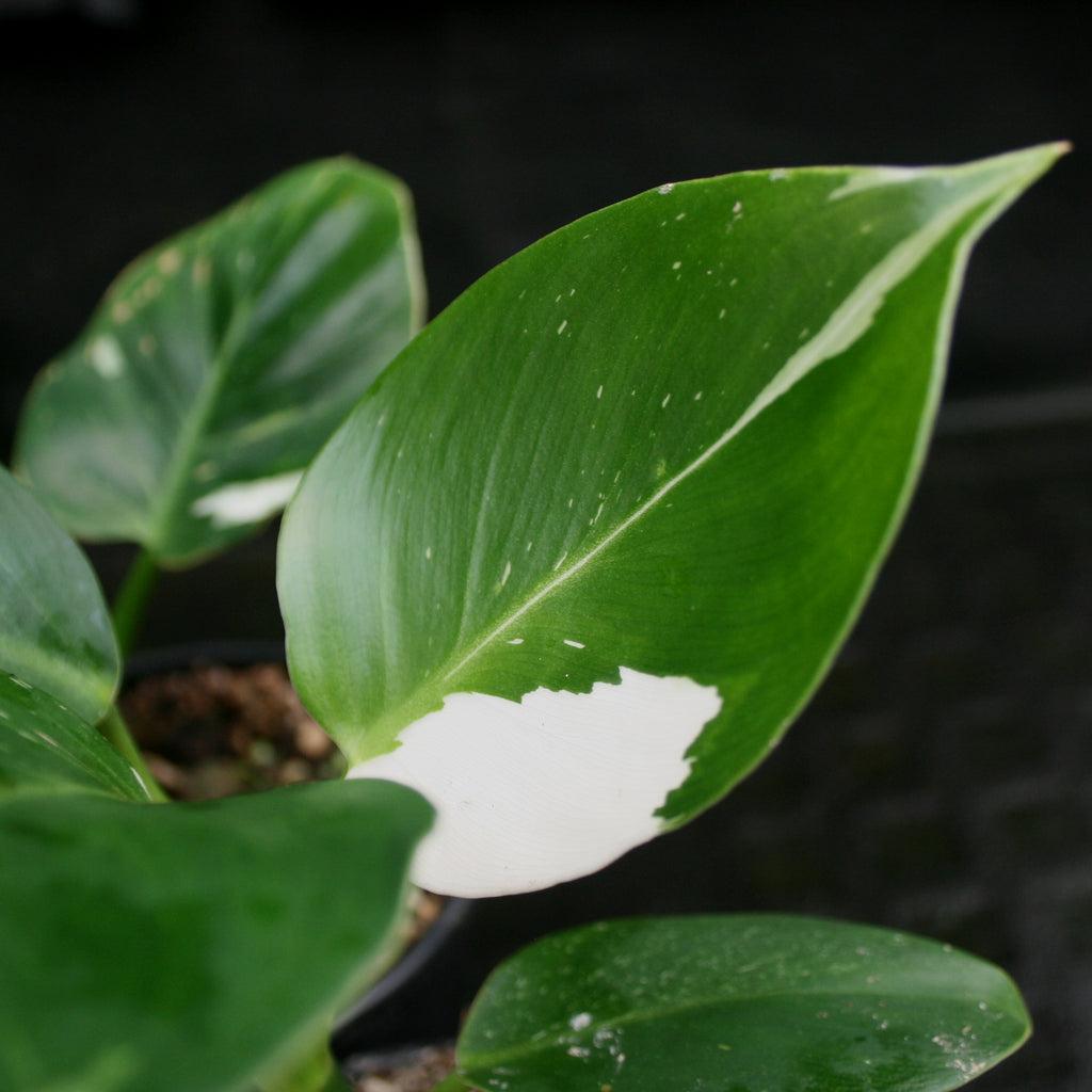 Philodendron White Wizard - View 19 from www redcrocus com