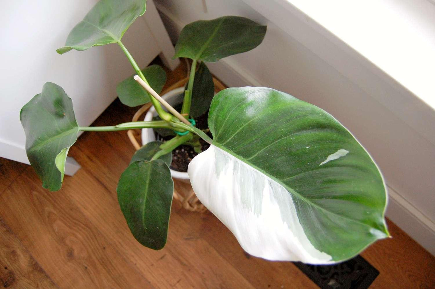 Philodendron White Wizard - View 2 from www redcrocus com