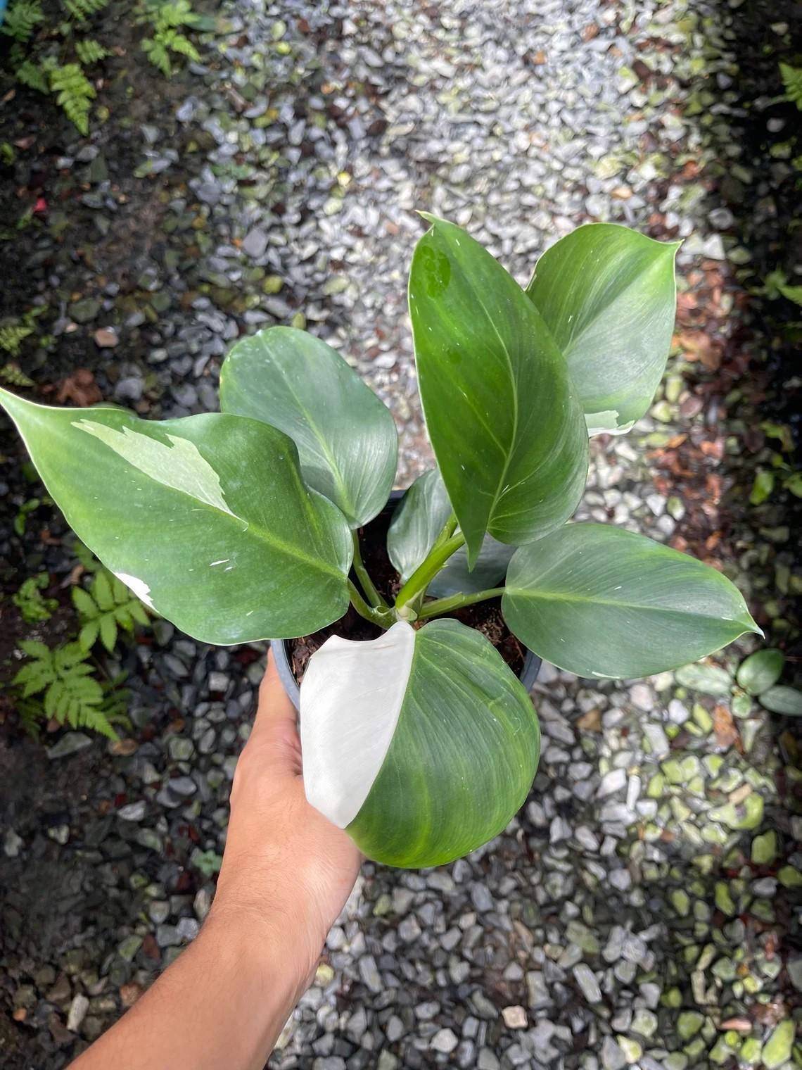 Philodendron White Wizard - View 3 from www redcrocus com