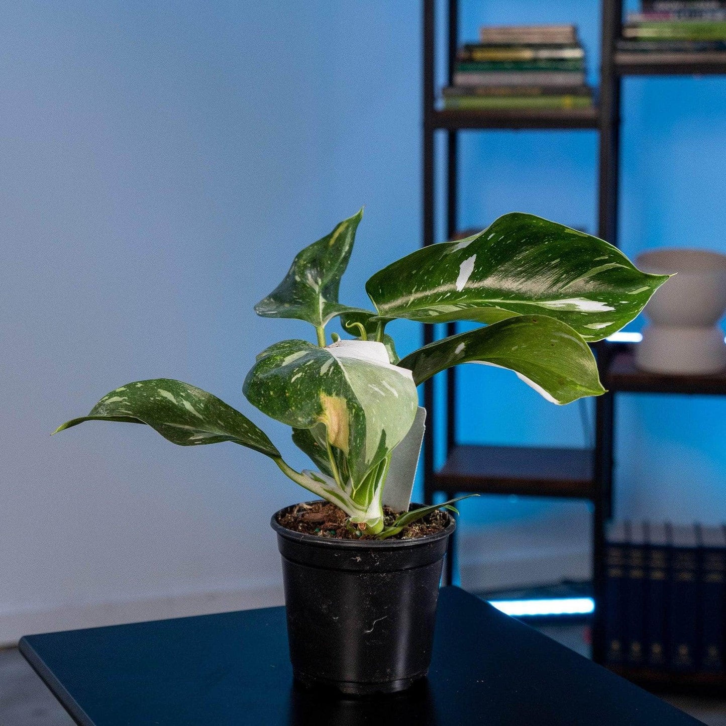 Philodendron White Wizard - View 4 from www redcrocus com