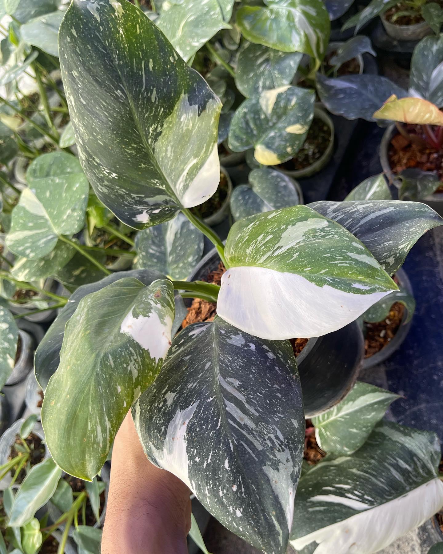 Philodendron White Wizard - View 6 from www redcrocus com