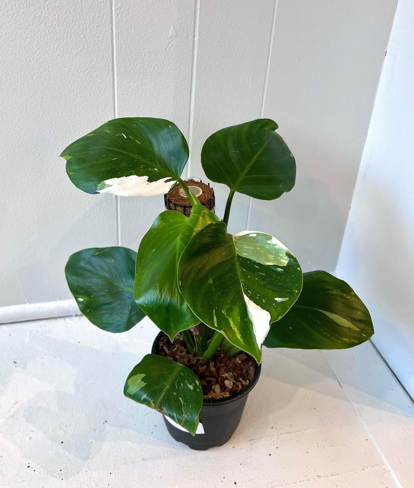 Philodendron White Wizard - View 8 from www redcrocus com