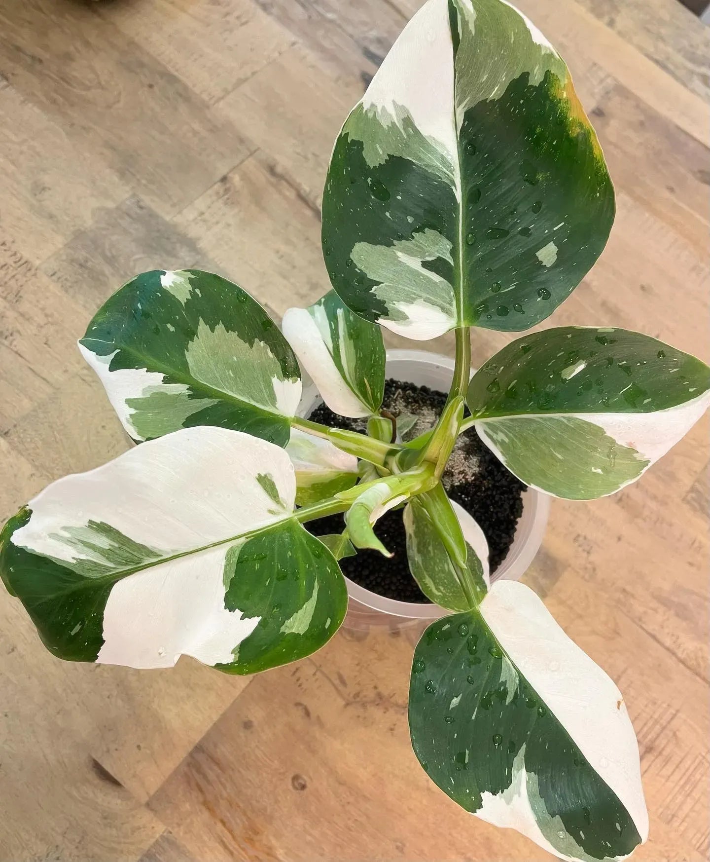 Philodendron White Wizard - View 9 from www redcrocus com