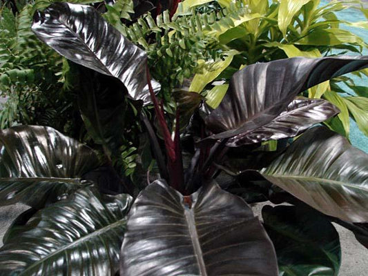 Philodendron 'black Cardinal' - View 12 from www redcrocus com
