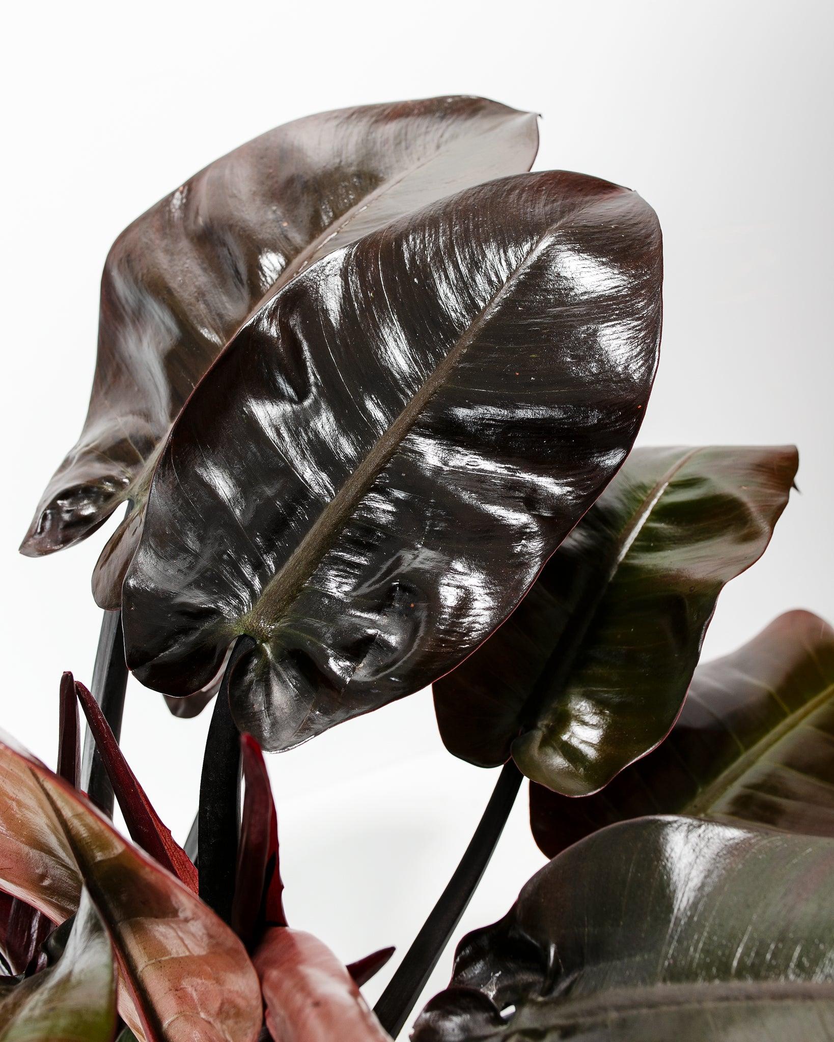 Philodendron 'black Cardinal' - View 14 from www redcrocus com