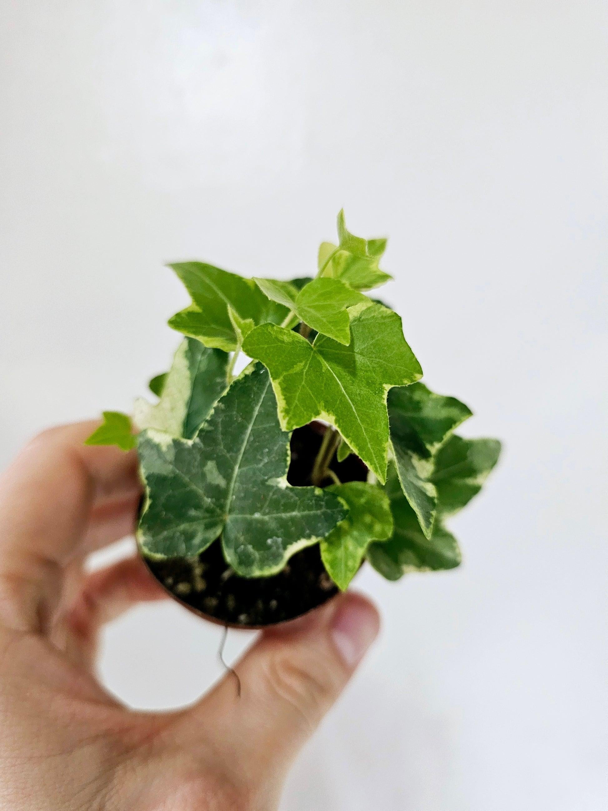Hedera Helix Variegated Ivy - View 10 from www redcrocus com
