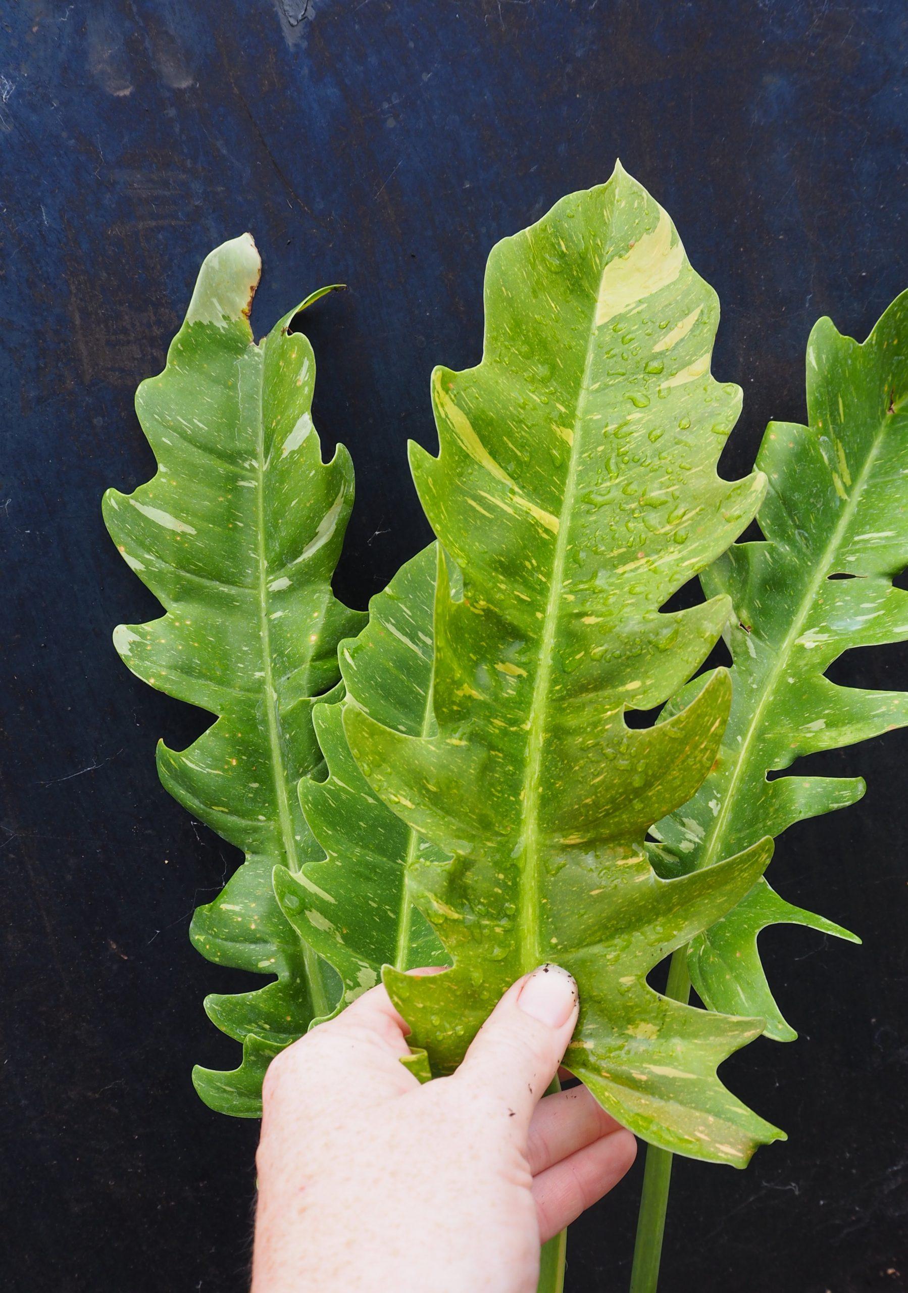 Philodendron Ring Of Fire - View 10 from www redcrocus com