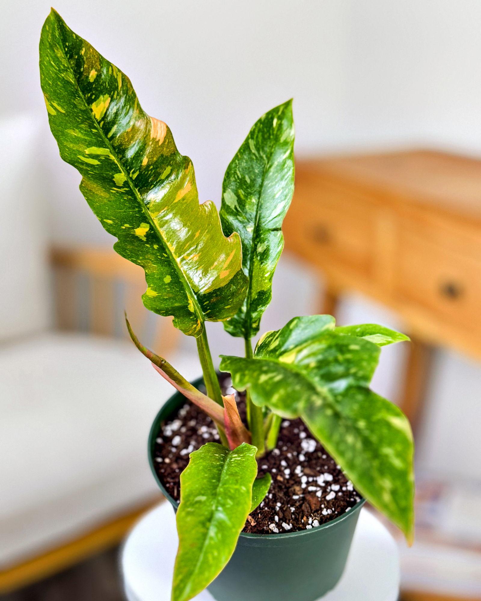 Philodendron Ring Of Fire - View 11 from www redcrocus com