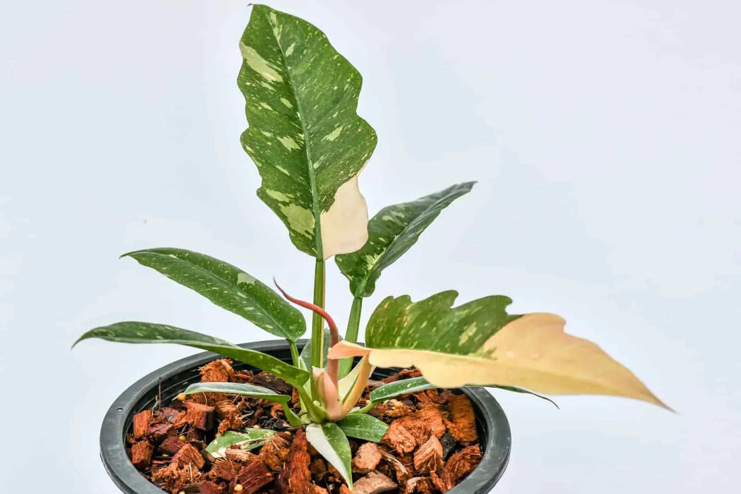 Philodendron Ring Of Fire - View 13 from www redcrocus com