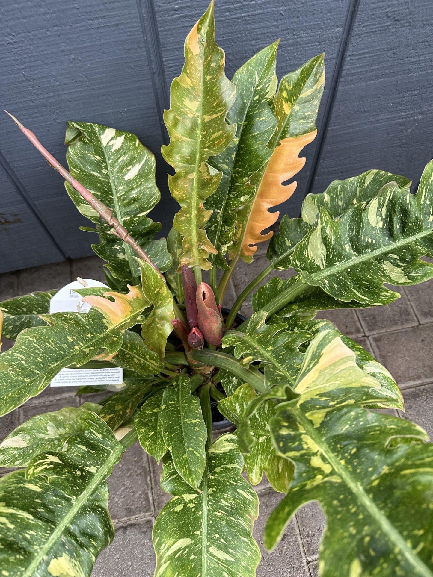 Philodendron Ring Of Fire - View 13 from www redcrocus com