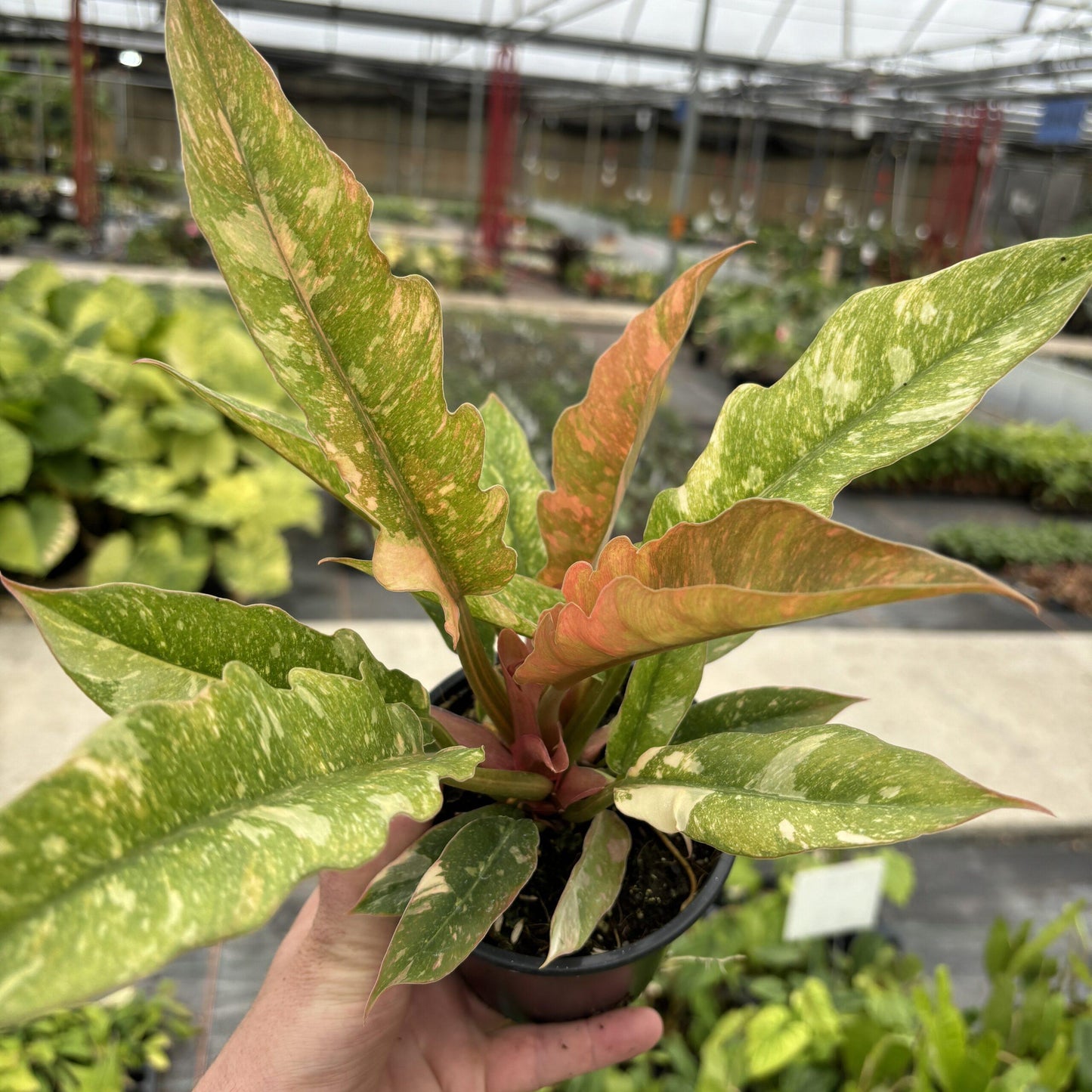 Philodendron Ring Of Fire - View 14 from www redcrocus com