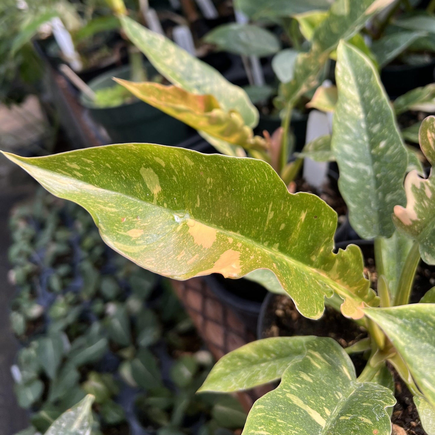 Philodendron Ring Of Fire - View 16 from www redcrocus com