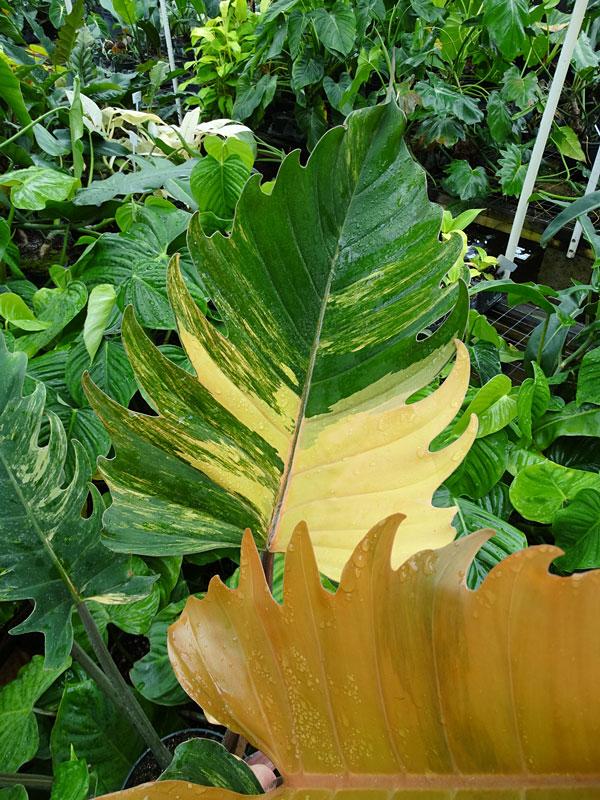 Philodendron Ring Of Fire - View 17 from www redcrocus com