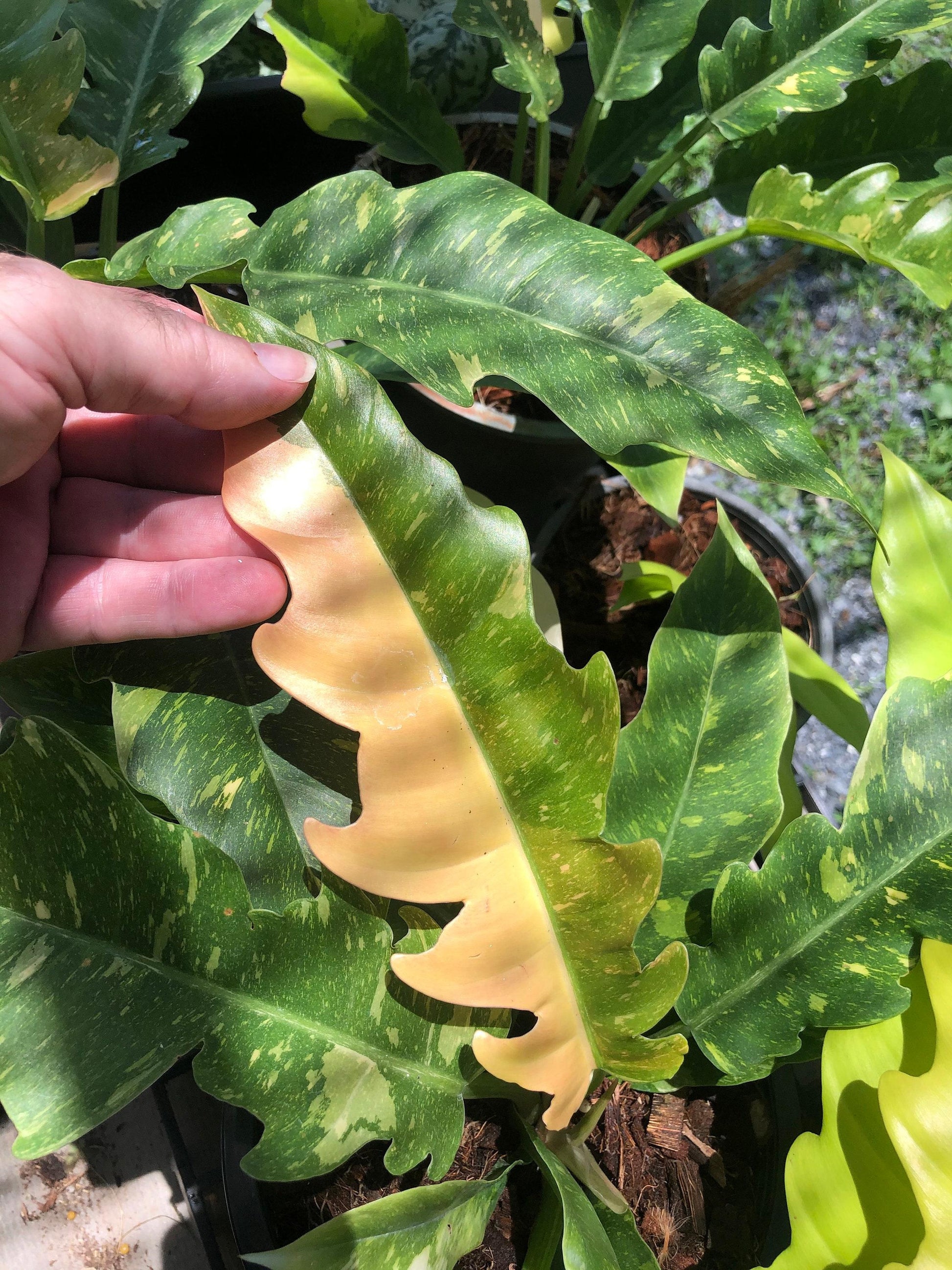 Philodendron Ring Of Fire - View 18 from www redcrocus com