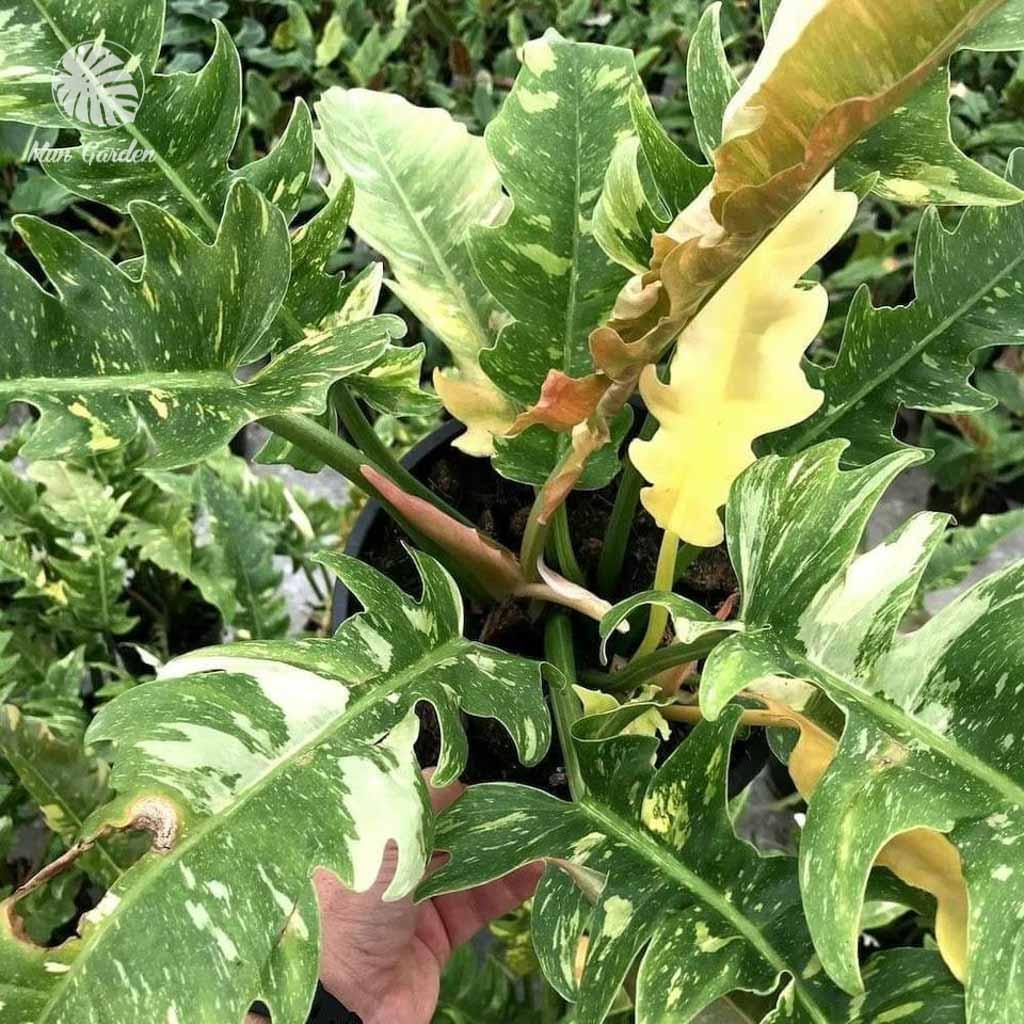 Philodendron Ring Of Fire - View 19 from www redcrocus com