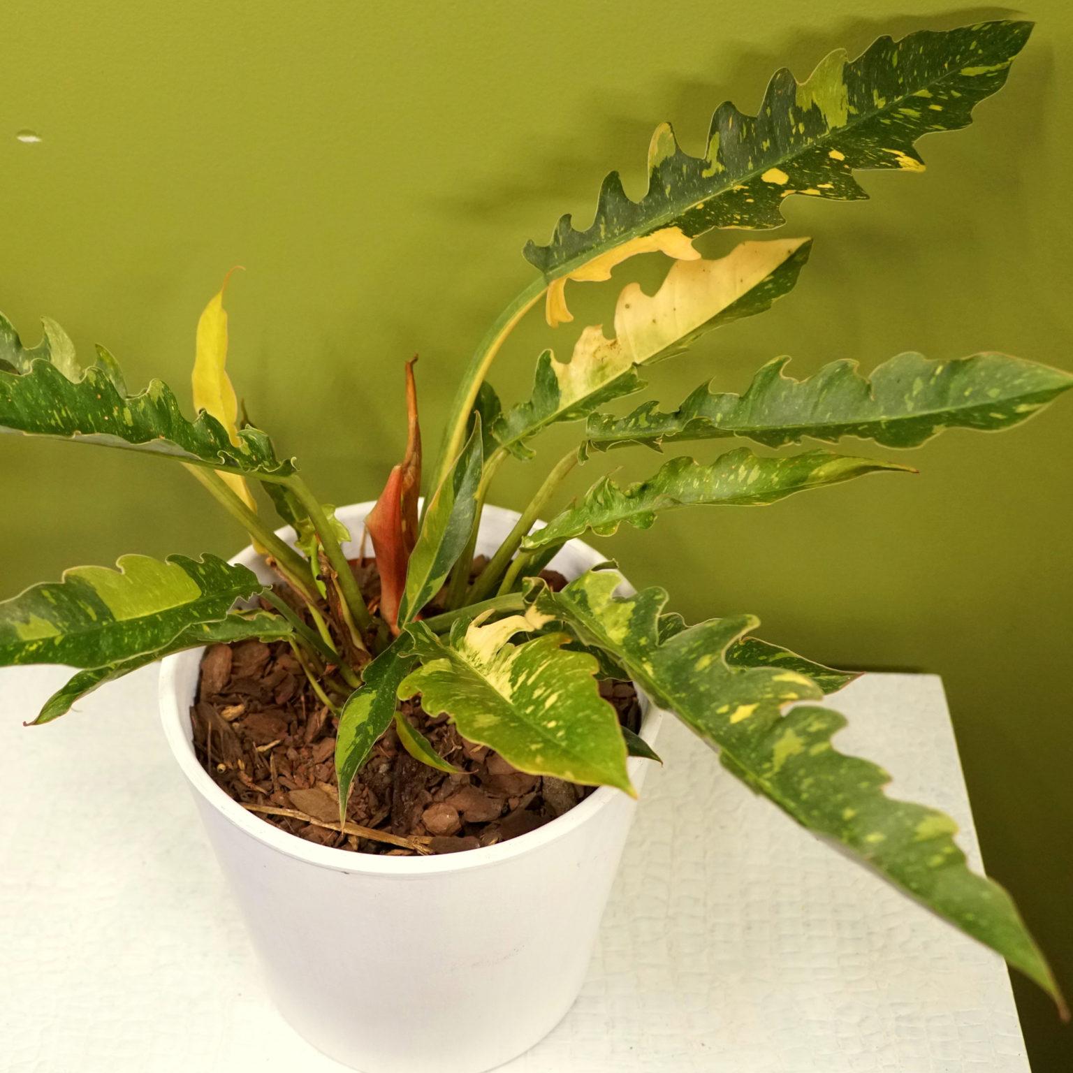 Philodendron Ring Of Fire - View 1 from www redcrocus com