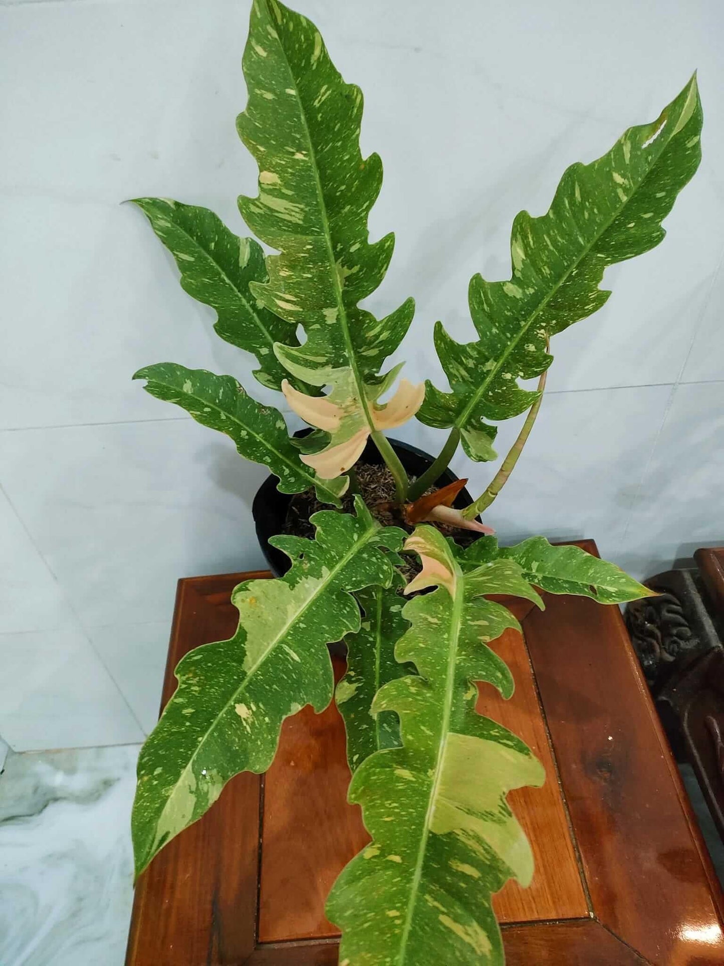 Philodendron Ring Of Fire - View 20 from www redcrocus com