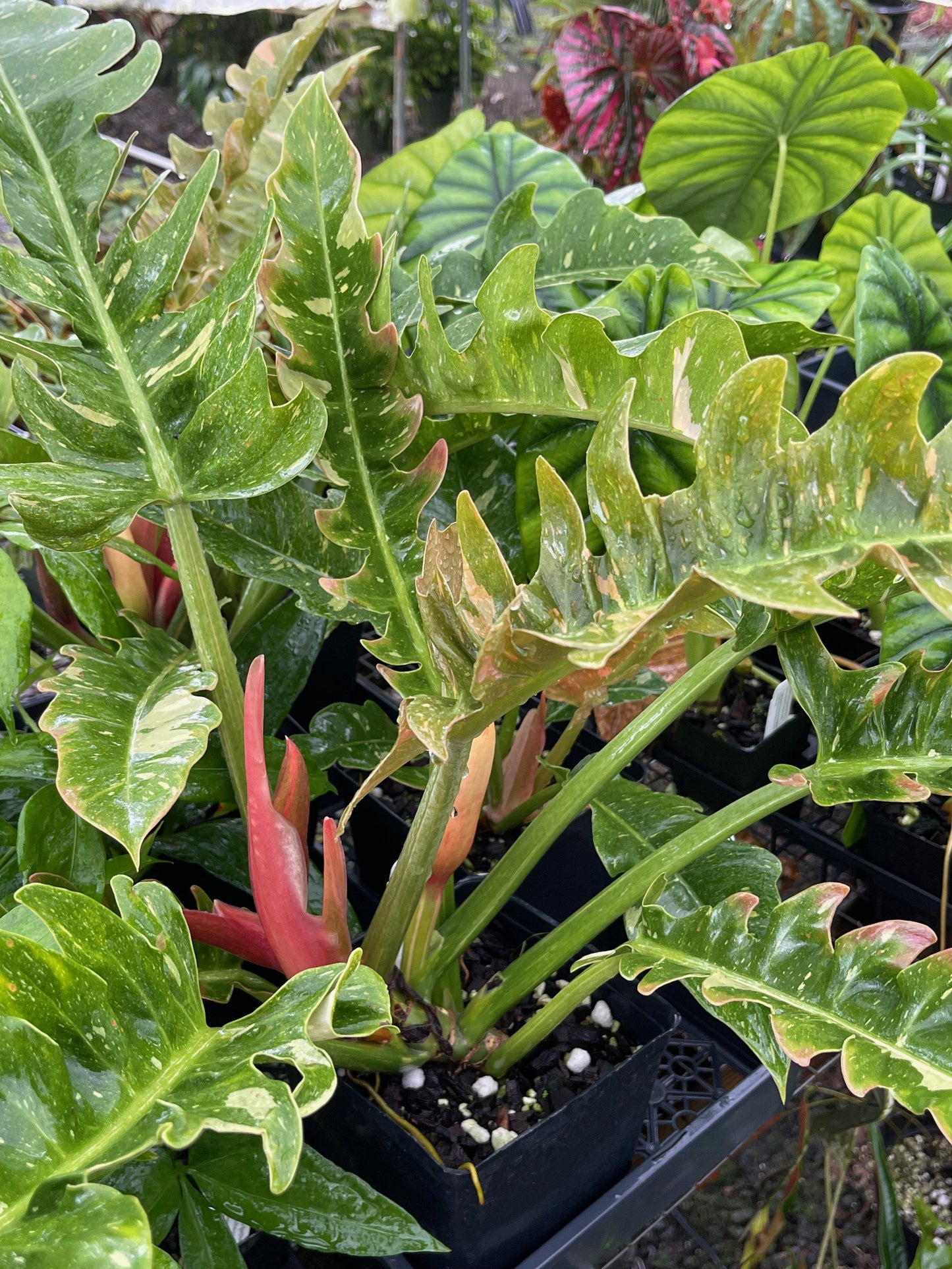 Philodendron Ring Of Fire - View 2 from www redcrocus com