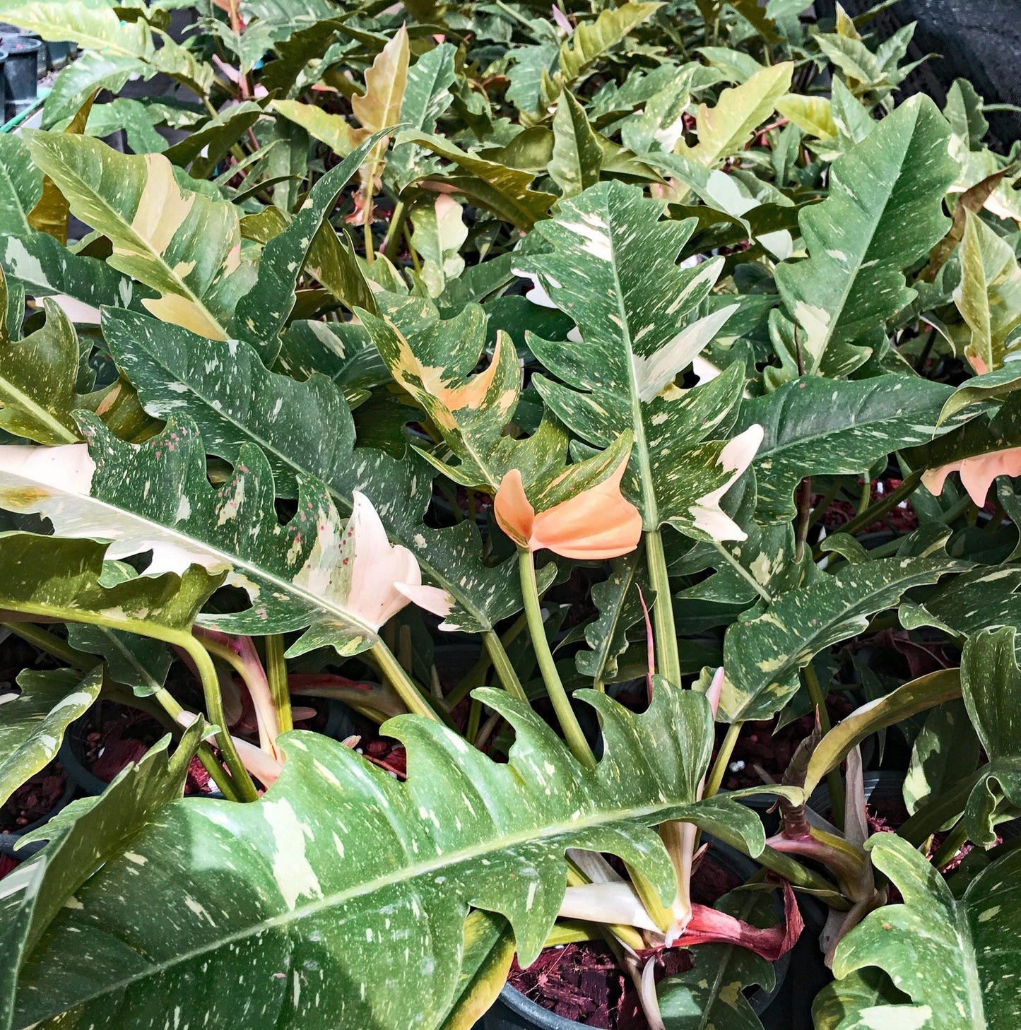 Philodendron Ring Of Fire - View 3 from www redcrocus com