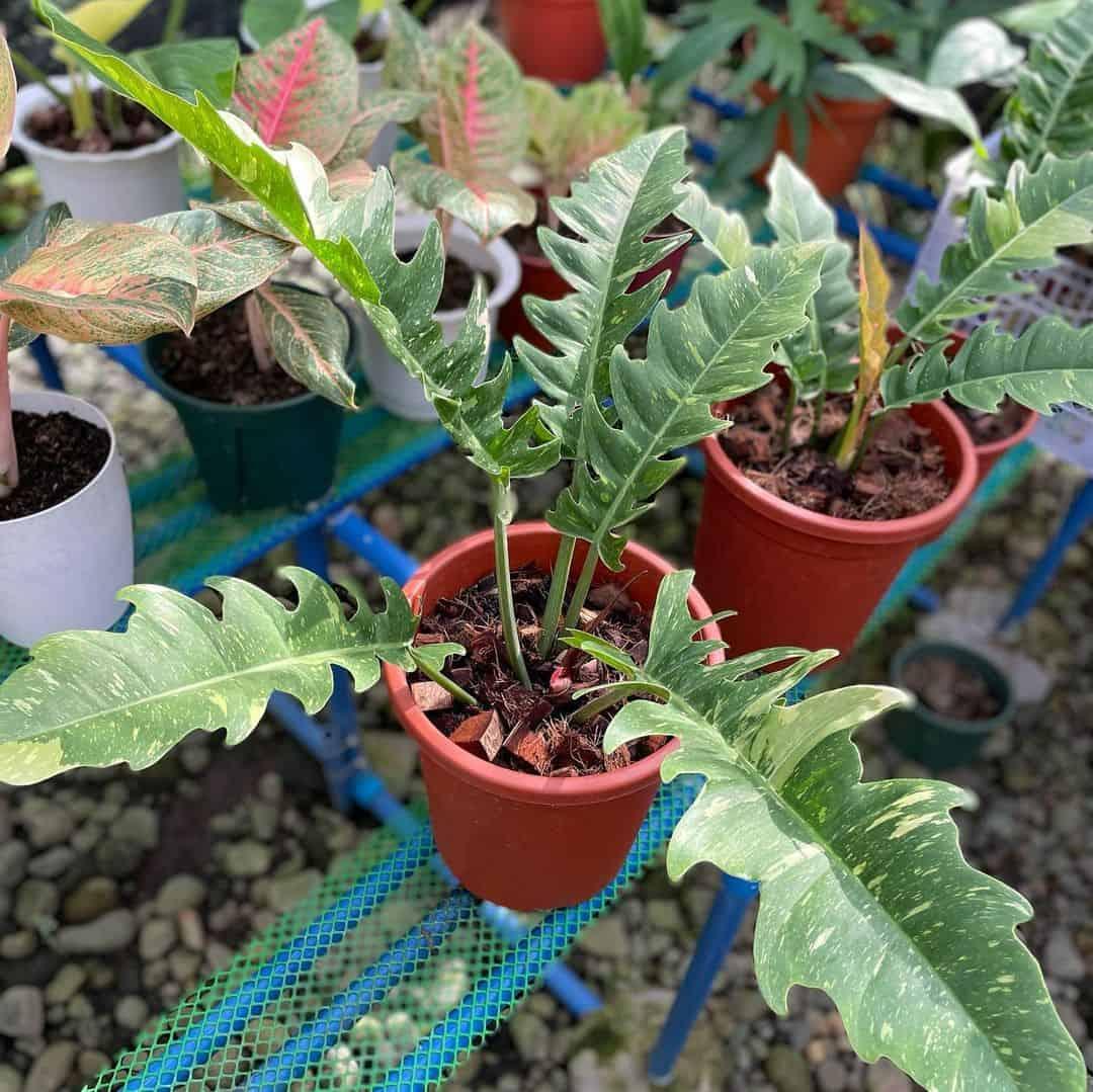 Philodendron Ring Of Fire - View 4 from www redcrocus com