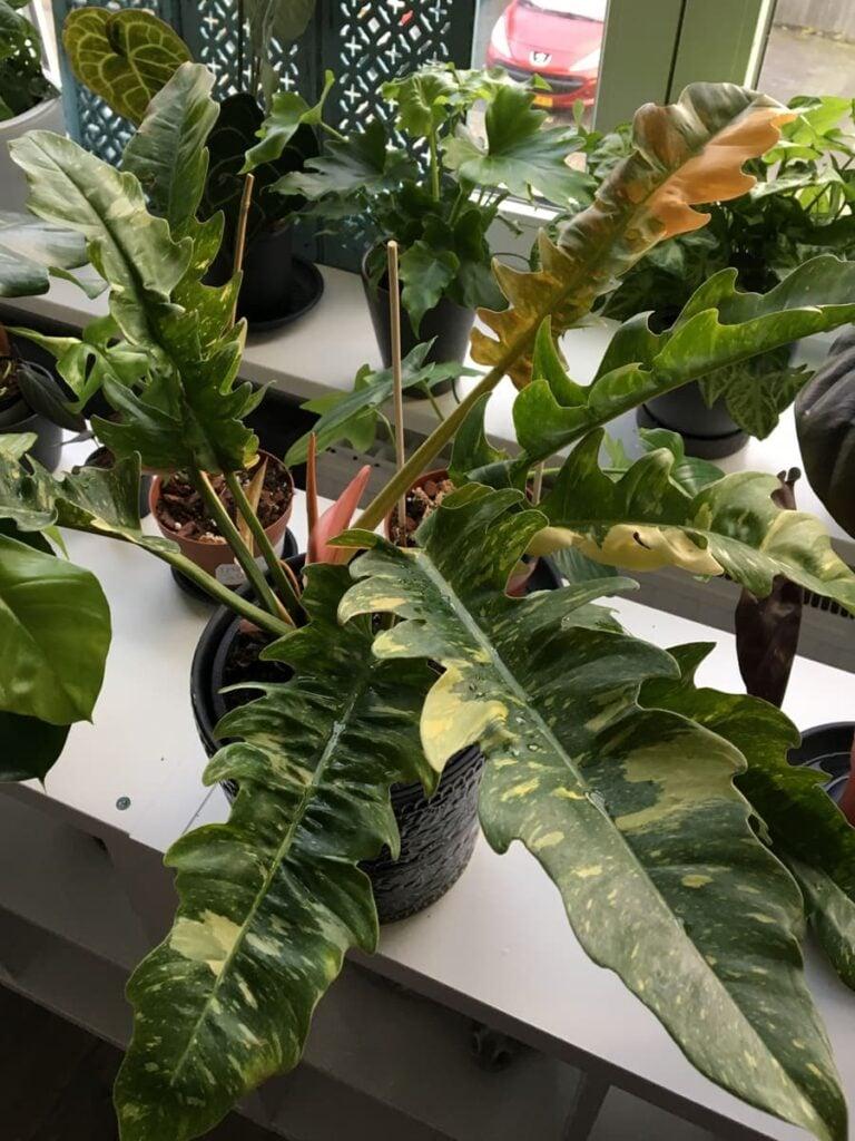 Philodendron Ring Of Fire - View 5 from www redcrocus com