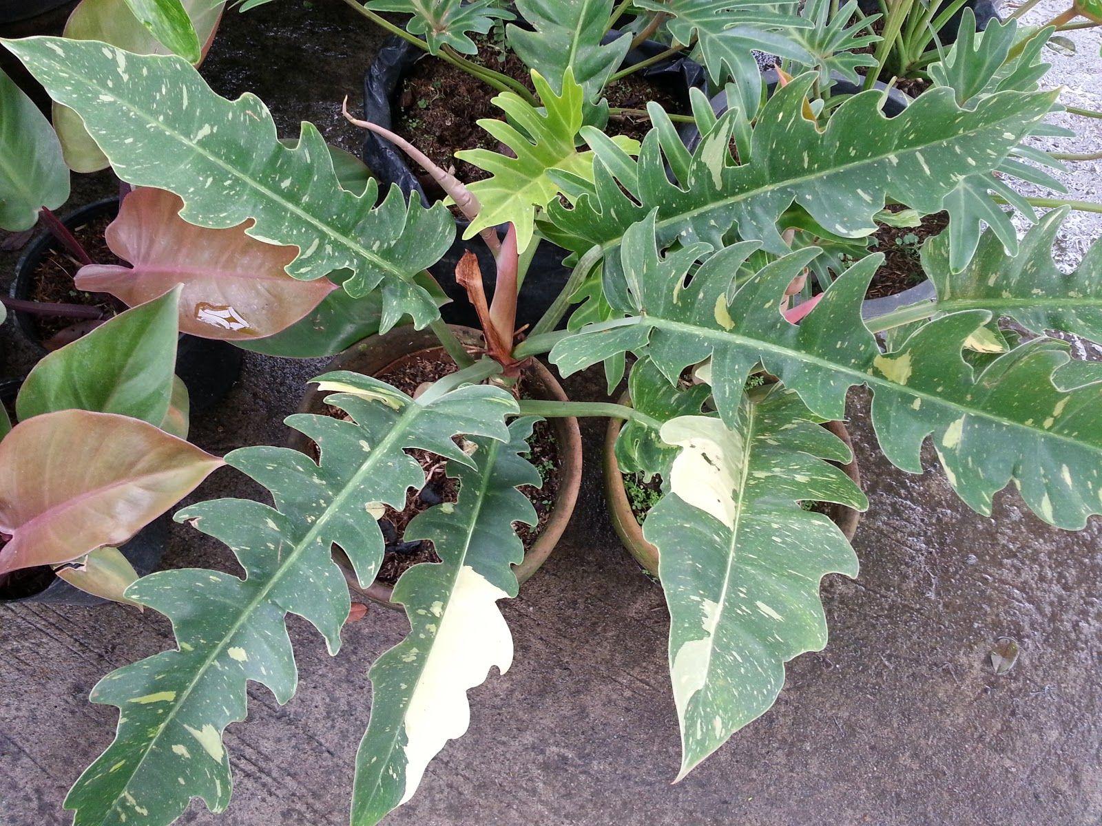 Philodendron Ring Of Fire - View 7 from www redcrocus com