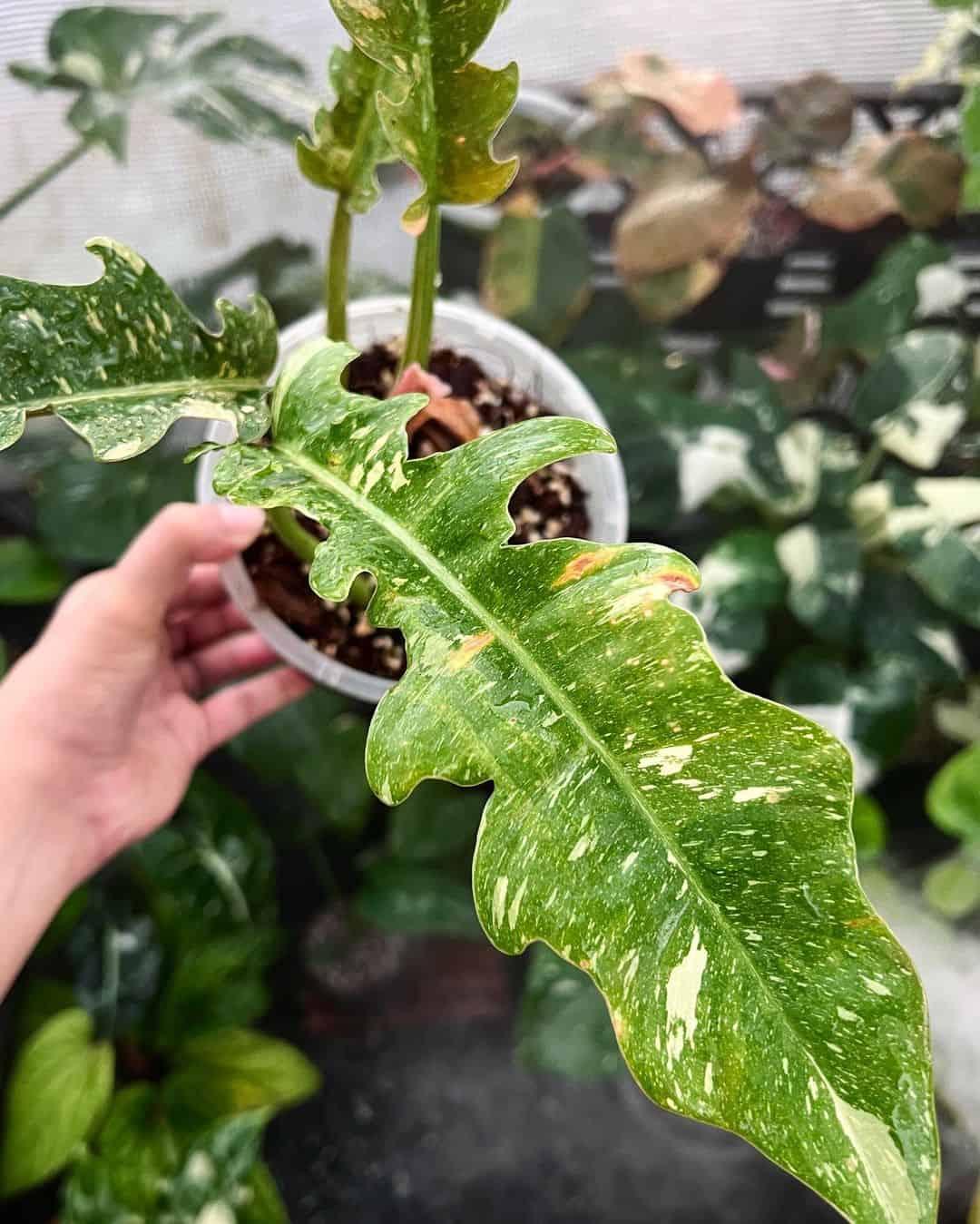 Philodendron Ring Of Fire - View 8 from www redcrocus com