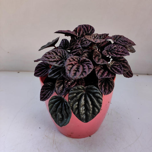 Peperomia Caperata 'red Luna' - View 17 from www redcrocus com