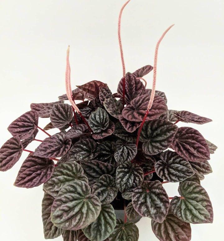 Peperomia Caperata 'red Luna' - View 21 from www redcrocus com