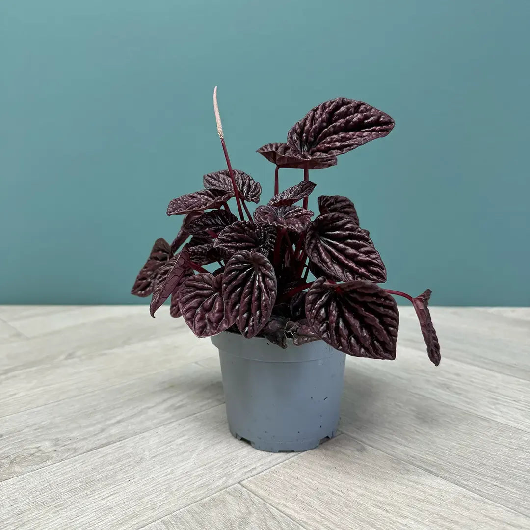 Peperomia Caperata 'red Luna' - View 26 from www redcrocus com