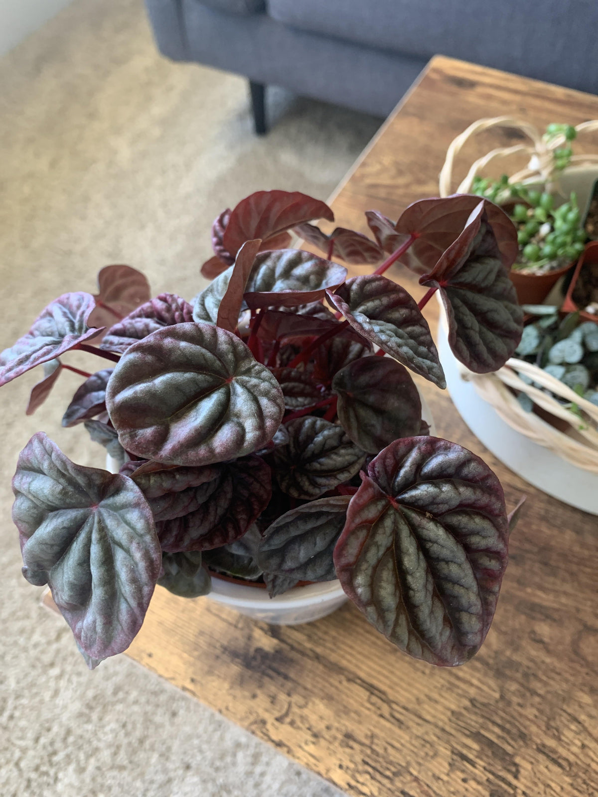 Peperomia Caperata 'red Luna' - View 30 from www redcrocus com