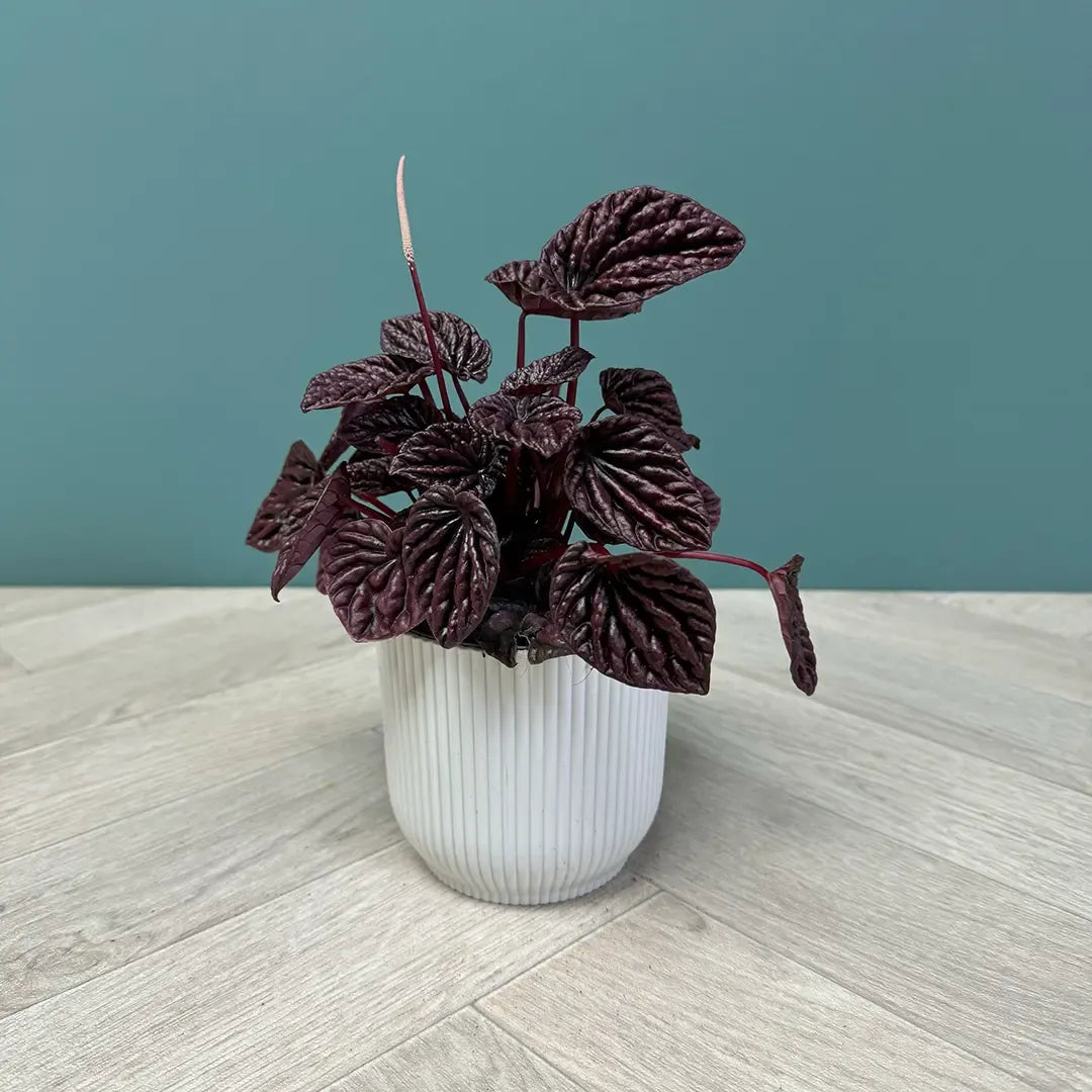 Peperomia Caperata 'red Luna' - View 9 from www redcrocus com