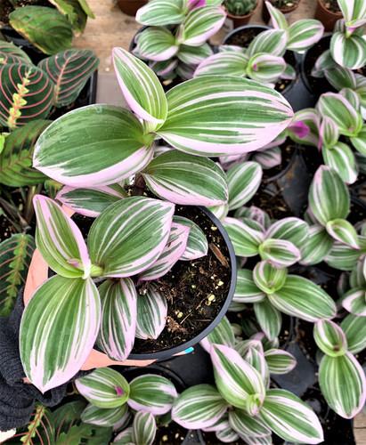 Tradescantia Assorted - View 12 from www redcrocus com