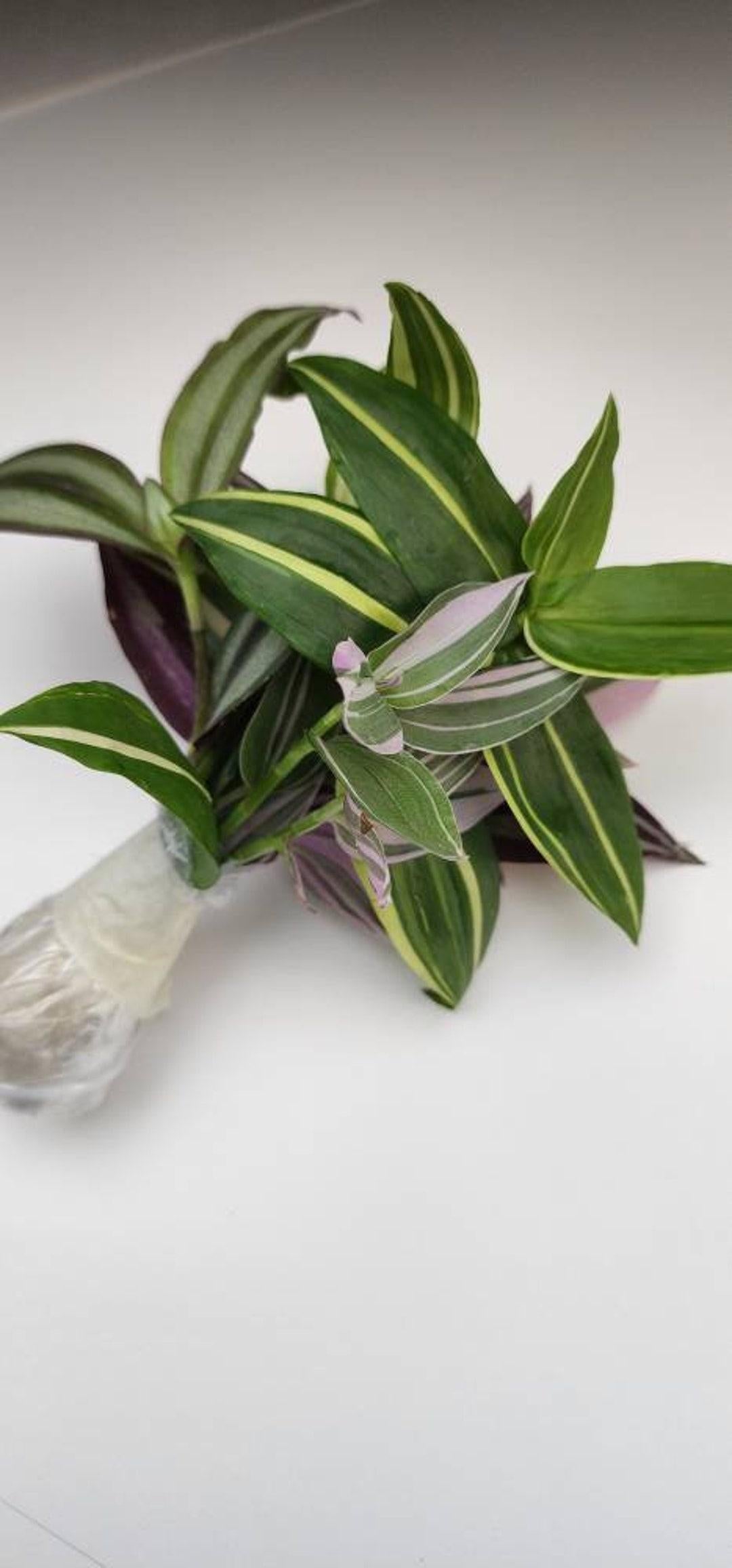 Tradescantia Assorted - View 13 from www redcrocus com