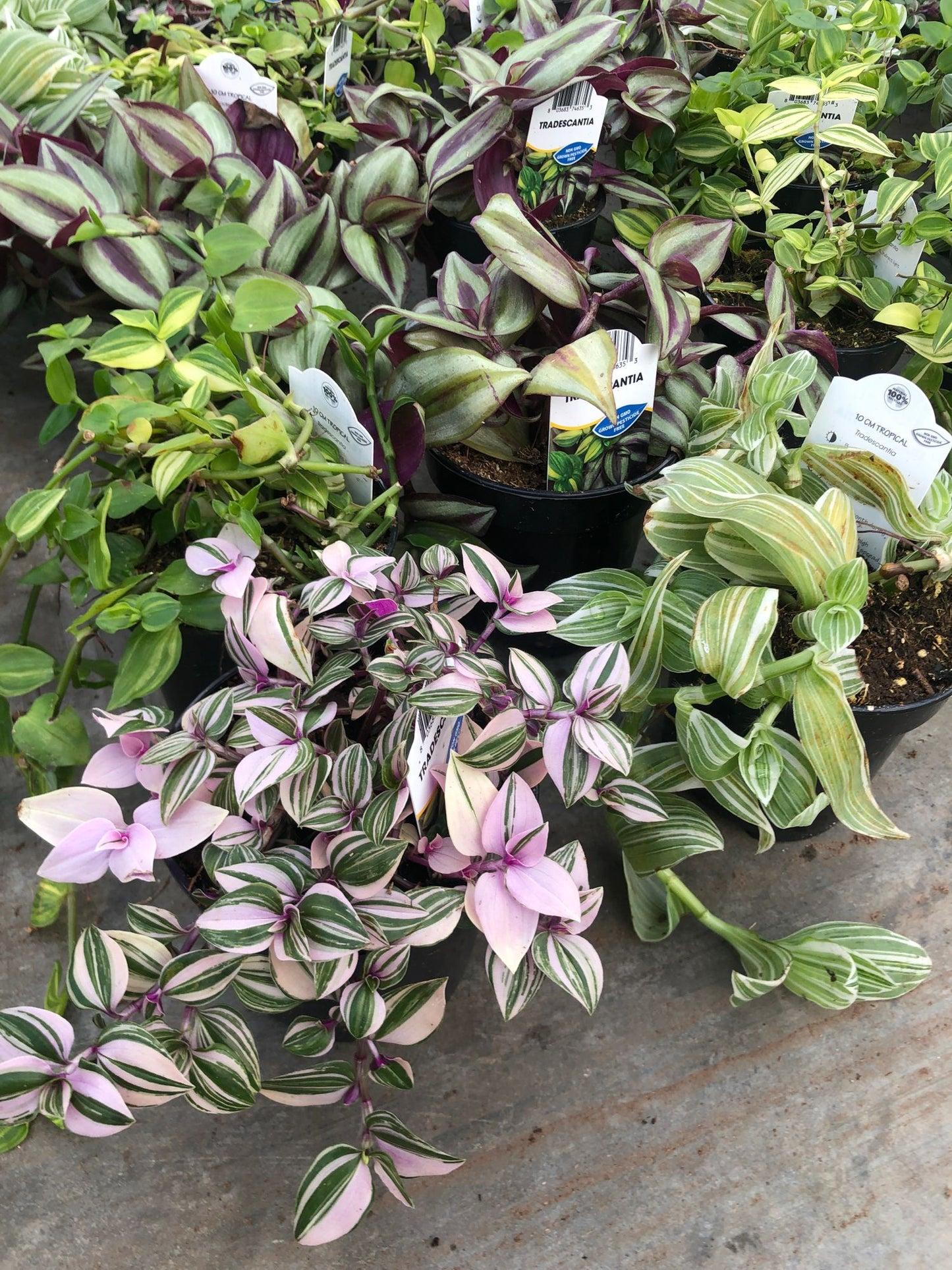 Tradescantia Assorted - View 2 from www redcrocus com