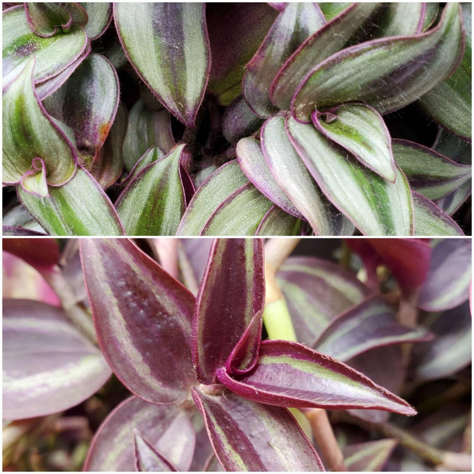Tradescantia Assorted - View 3 from www redcrocus com