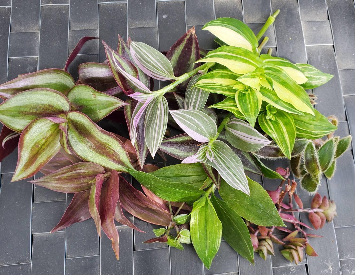 Tradescantia Assorted - View 7 from www redcrocus com