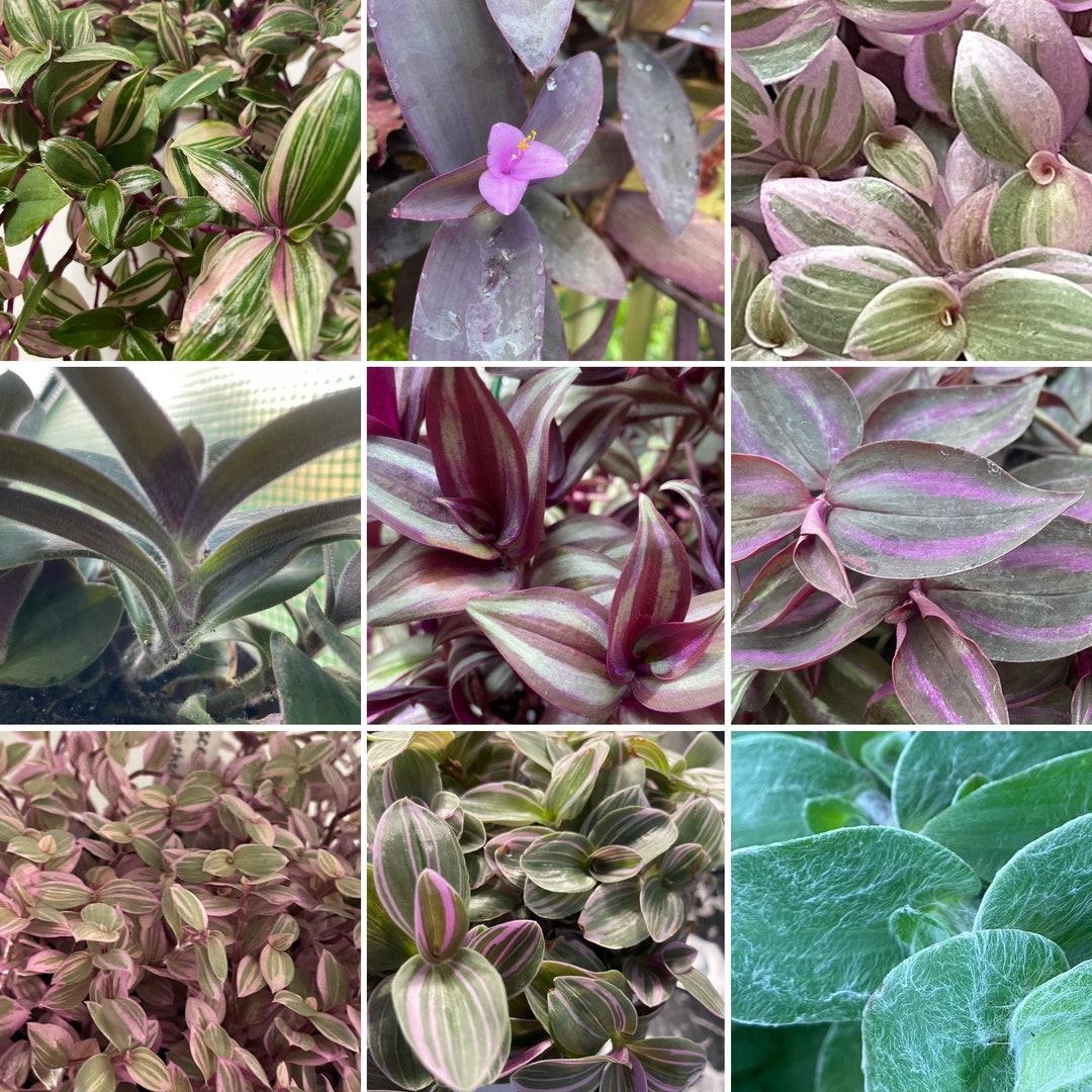 Tradescantia Assorted - View 9 from www redcrocus com